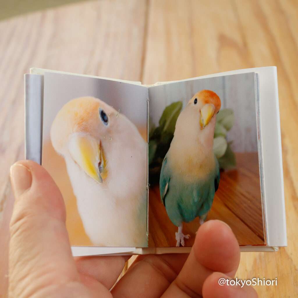 「手のひらサイズ」5cm写真集を開いた写真
