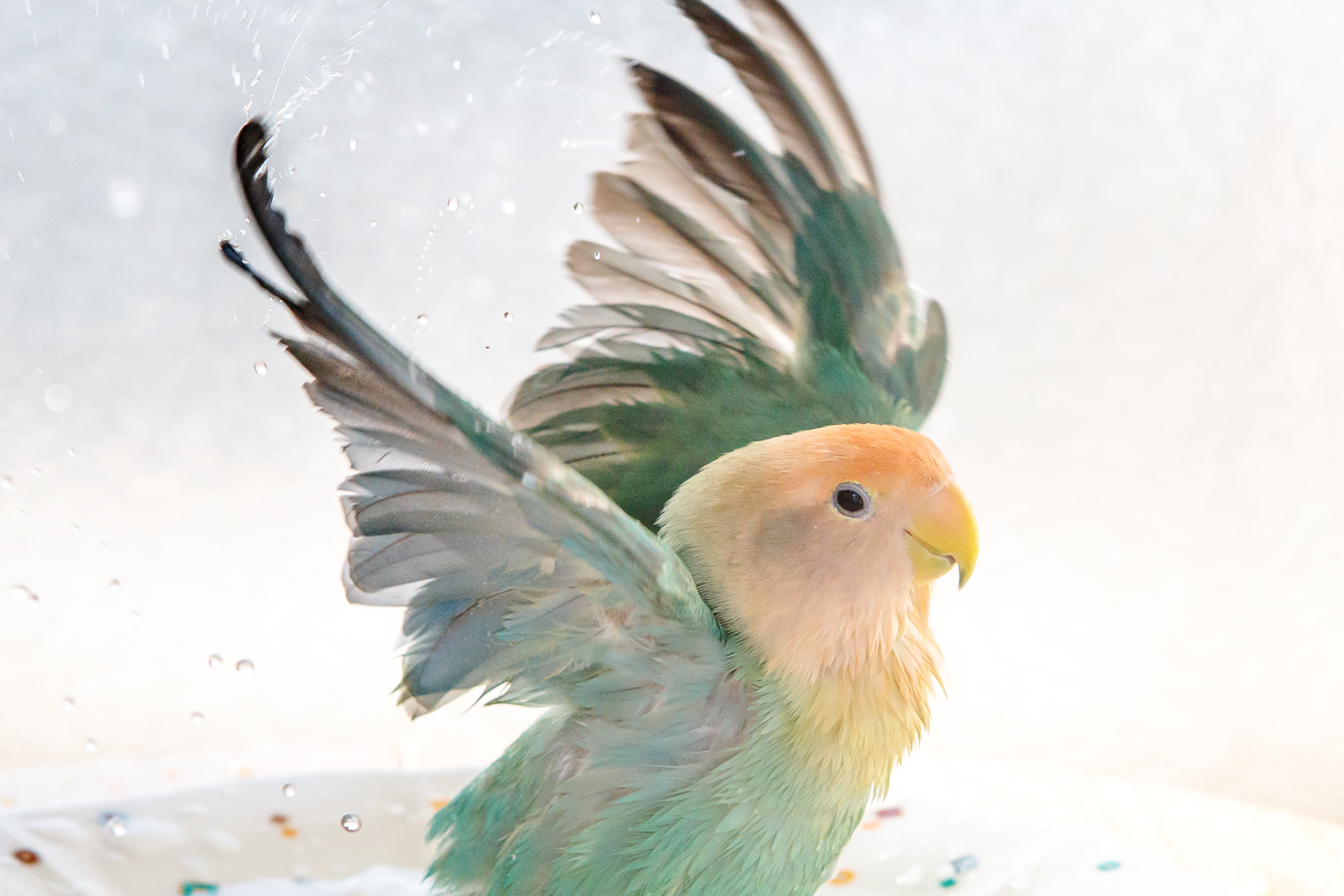 水浴びで翼を広げるコザクラインコ「しおり」
