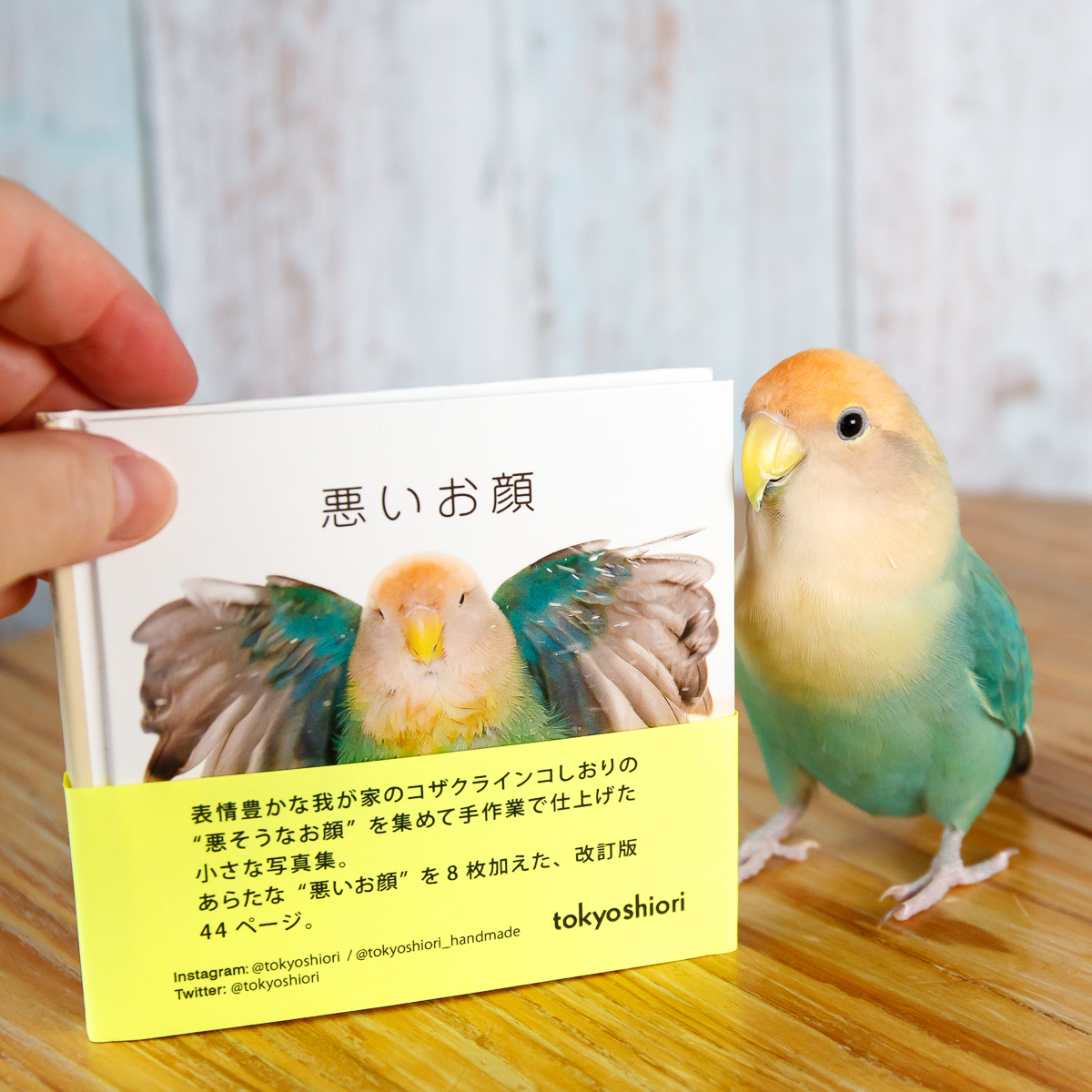 写真集「悪いお顔」改訂版の表紙とコザクラインコ「しおり」